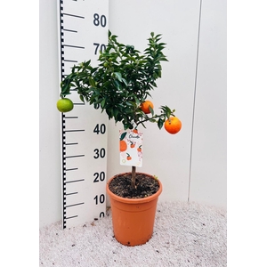 Citrus Chinotto Mandarin on stem