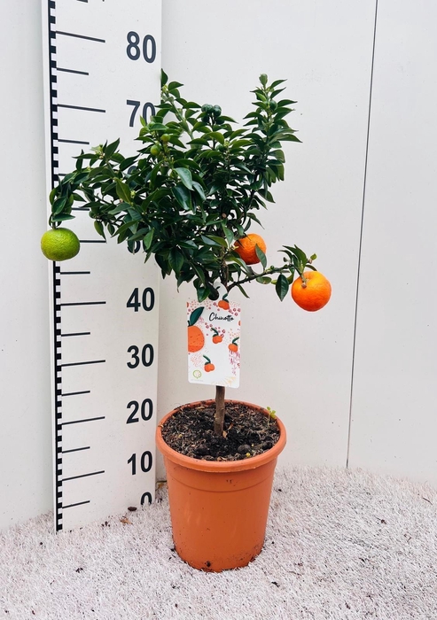 <h4>Citrus Chinotto Mandarin on stem</h4>