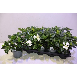 Gardenia Jasminoides