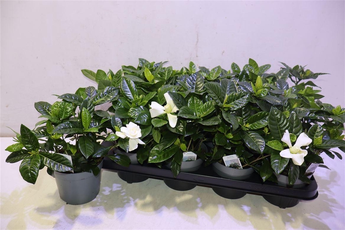 <h4>Gardenia Jasminoides</h4>