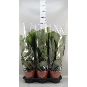 Calathea orbifolia
