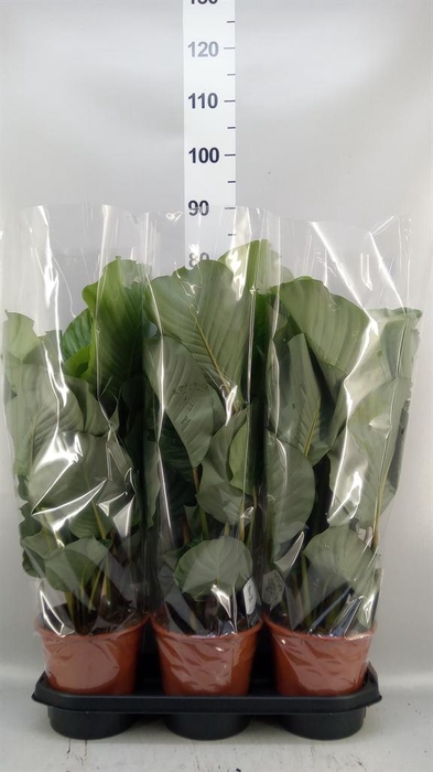 <h4>Calathea orbifolia</h4>