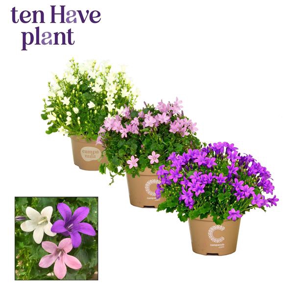 <h4>Campanula Porto mix 3</h4>