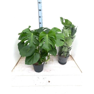 MONSTERA DELICIOSA