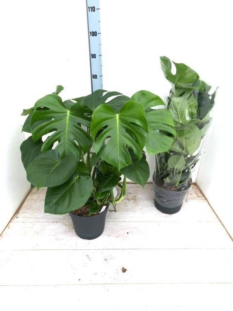 <h4>MONSTERA DELICIOSA</h4>