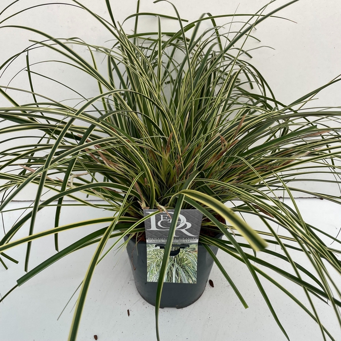 <h4>Carex 'Evercream'</h4>