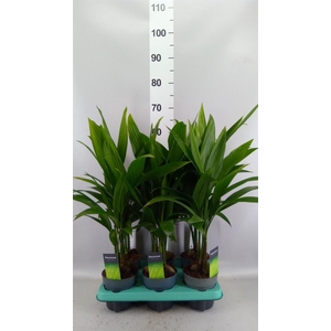 Areca catechu