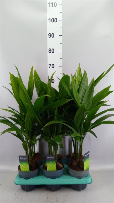<h4>Areca catechu</h4>