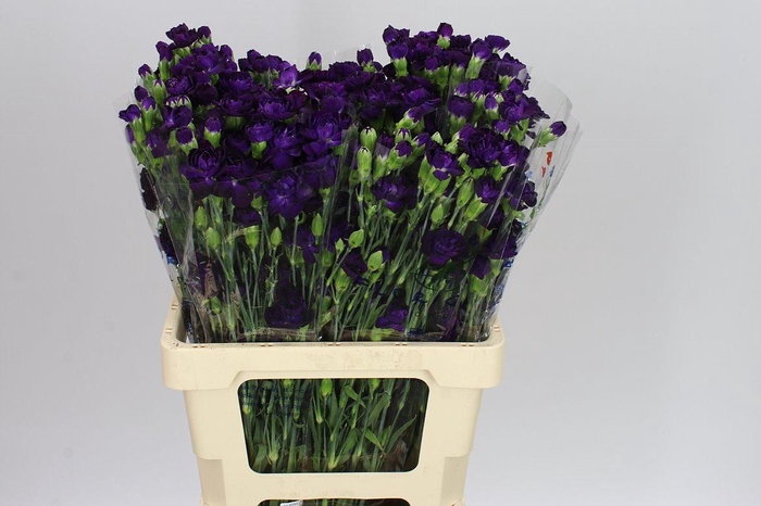 <h4>Di Tr Moonvelvet</h4>