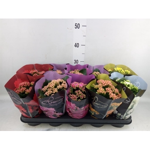 Kalanchoe blos. 'Perfecta'  ..mix 5
