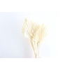 Dried Palm Spear 10pcs Bleached Bunch