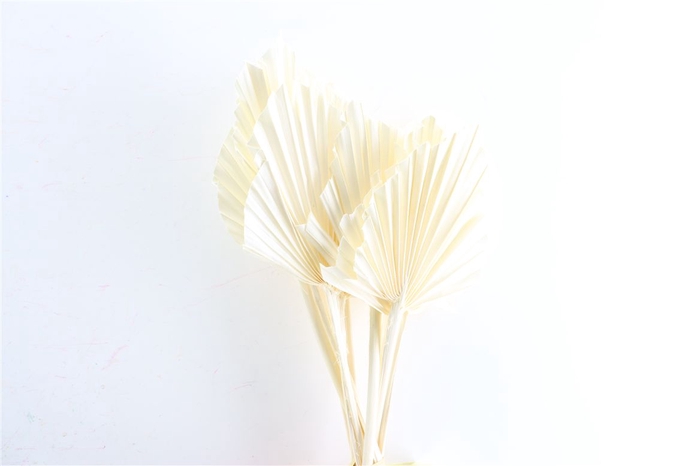 Dried Palm Spear 10pcs Bleached Bunch