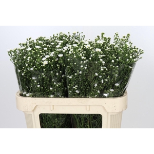 Aster Paquita