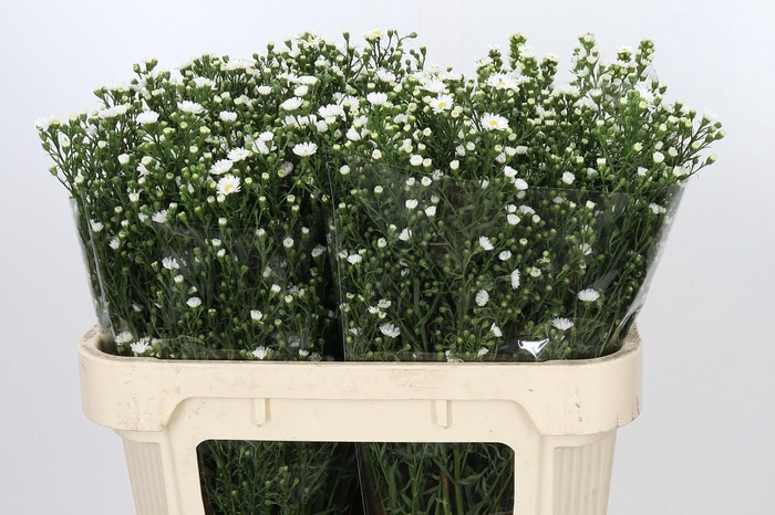 <h4>Aster Paquita</h4>