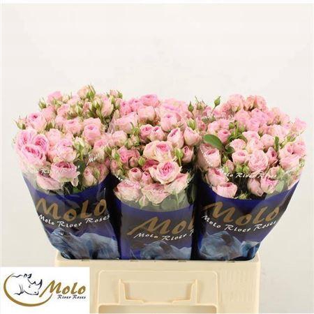 <h4>R Tr Yvette</h4>