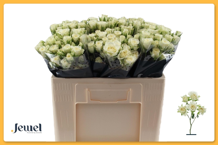 <h4>R TR SNOWFLAKE</h4>