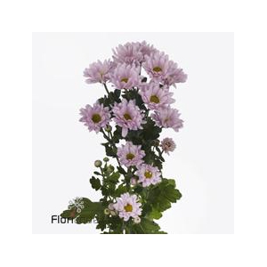 Chrys sp katinka