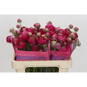 Ranunculus Romance Estretat