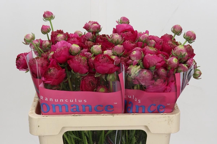 <h4>Ranunculus Romance Estretat</h4>