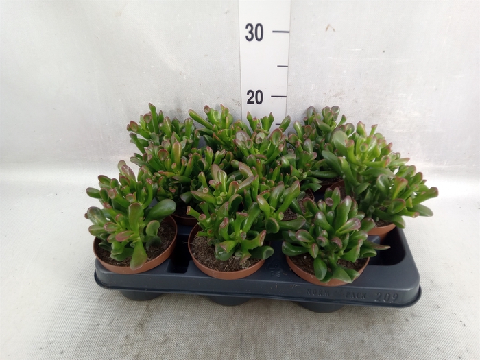 <h4>Crassula ovata 'Gollum'</h4>