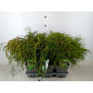 Chamaecyparis pis. 'Filifer Nana'
