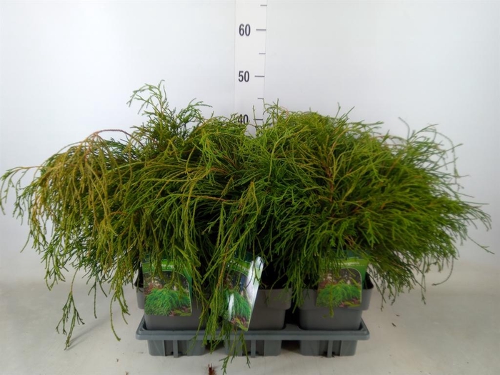 <h4>Chamaecyparis pis. 'Filifer Nana'</h4>