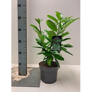 Prunus laurocerasus 'Novita' - C2