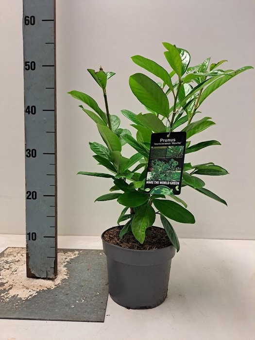 <h4>Prunus laurocerasus 'Novita' - C2</h4>