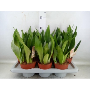 Sansevieria trifa. 'Moonshine'