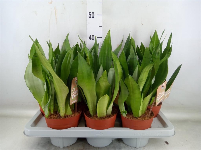 <h4>Sansevieria trifa. 'Moonshine'</h4>
