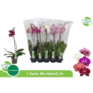 PHAL GEM