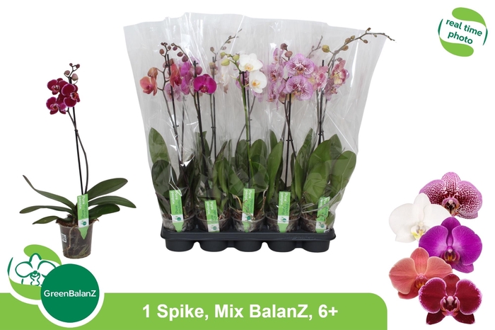 <h4>PHAL GEM</h4>