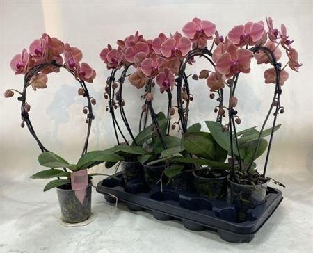 <h4>Phal Narbonne Bow 2 Branches 18+</h4>
