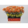 Nutans Ayoba Orange