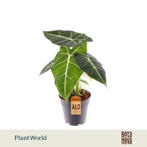 Alocasia 'Frydek'