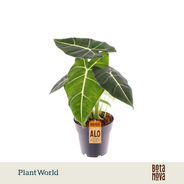 <h4>Alocasia 'Frydek'</h4>