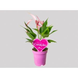 ANTHURIUM LILLI P09 ROSA