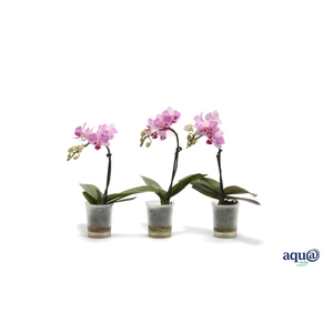 Phal Tiny Dolls Lotte 1T7+ Aqu@