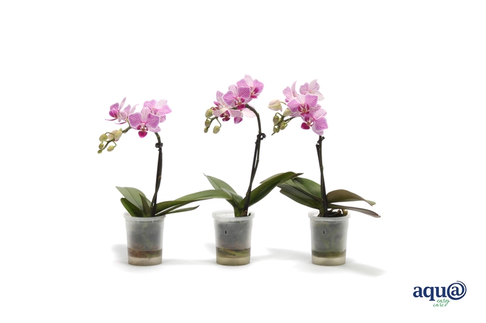 <h4>Phal Tiny Dolls Lotte 1T7+ Aqu@</h4>