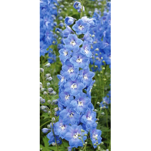 Delphinium overig