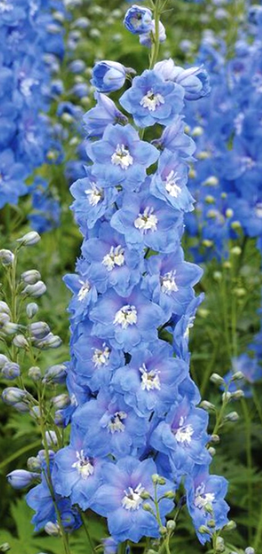 <h4>Delphinium overig</h4>