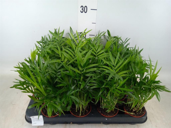 <h4>Chamaedorea elegans</h4>