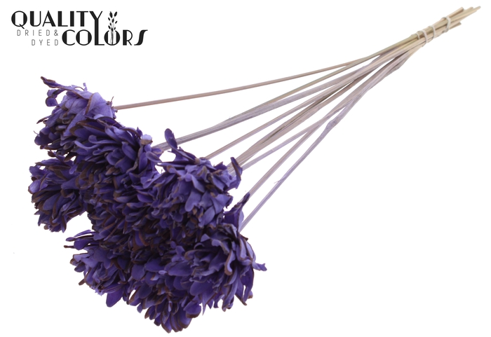 Shola Slice Pine 6cm on stem Milka