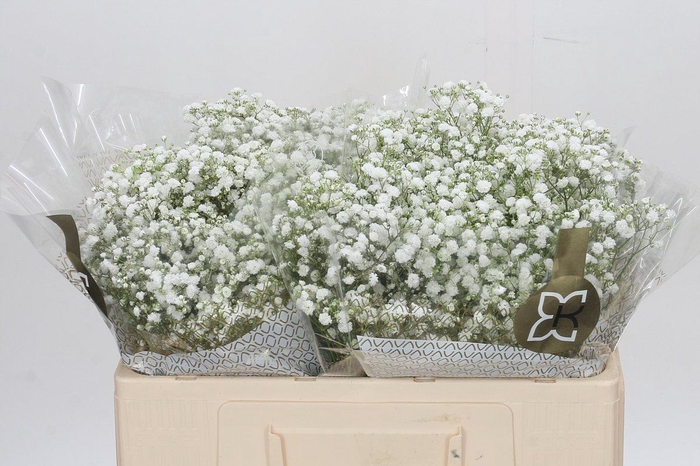 <h4>Gyps Xlence</h4>