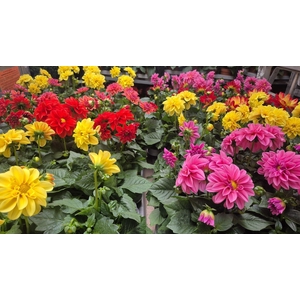DAHLIA MIXK 5 KL
