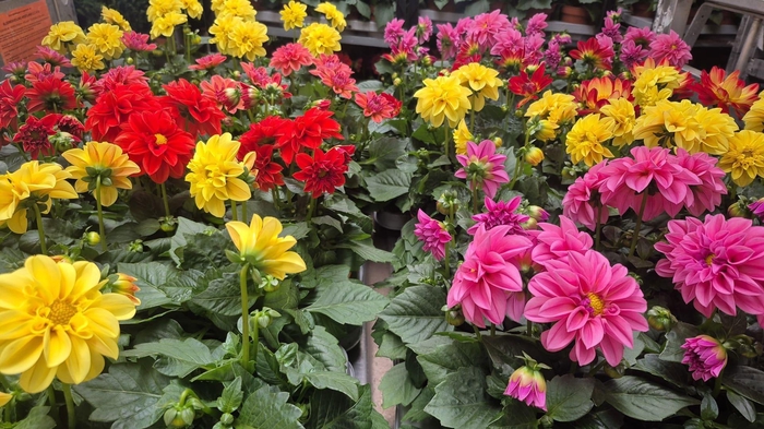 <h4>DAHLIA MIXK 5 KL</h4>