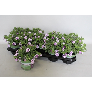 Calibrachoa Double Lavender imp.