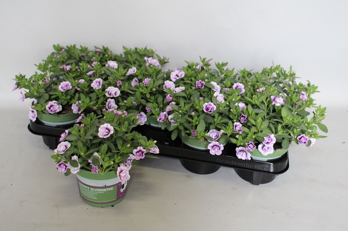 <h4>Calibrachoa Double Lavender imp.</h4>