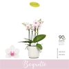 Phalaenopsis Multifloratypes overig wit