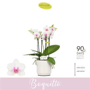 Phalaenopsis Multifloratypes overig wit